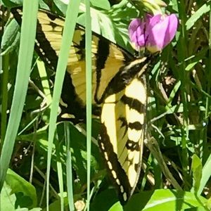 Meet your Posher, Christy